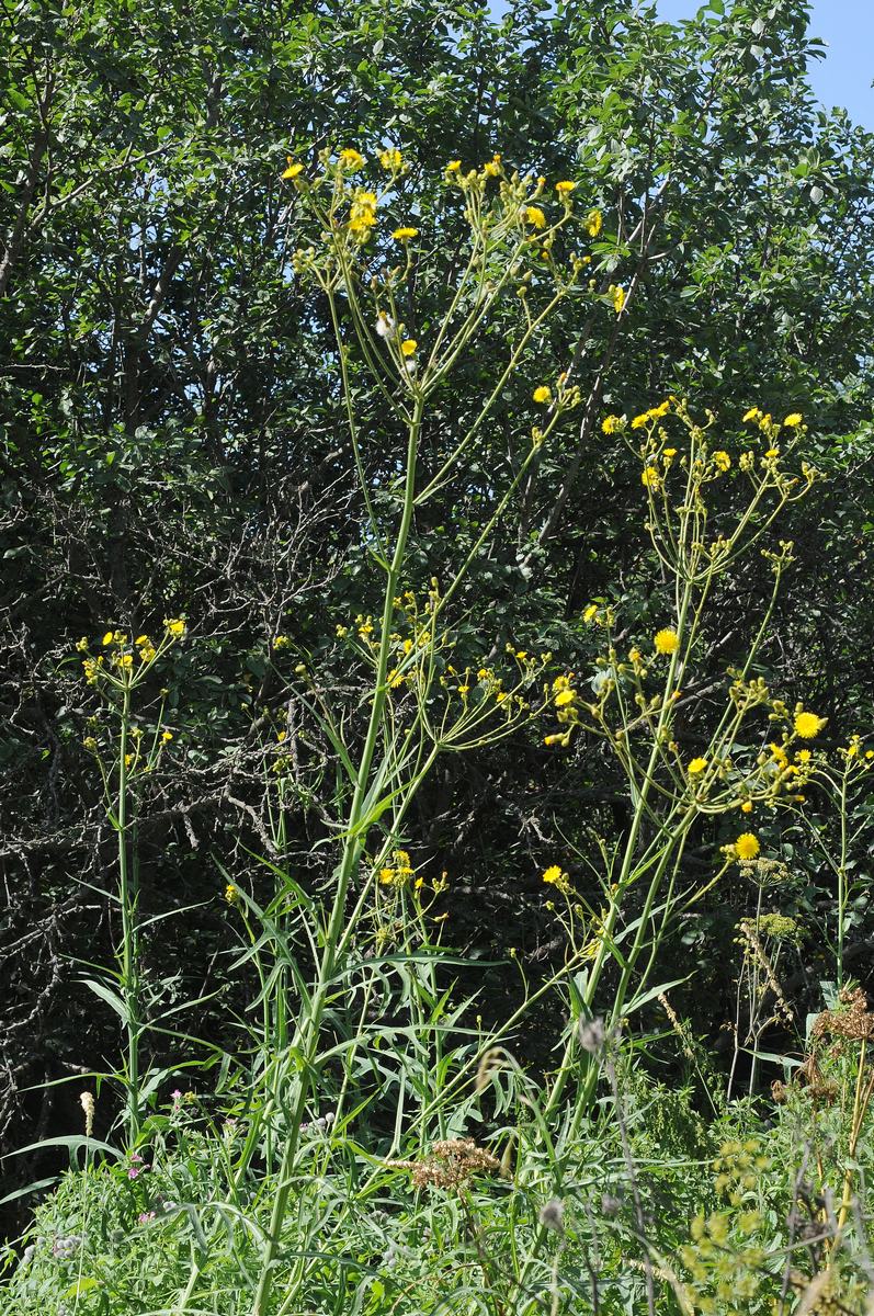 Изображение особи Sonchus palustris.