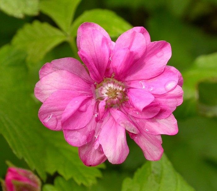 Image of Rubus arcticus specimen.