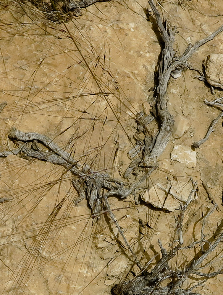 Image of Stipellula parviflora specimen.