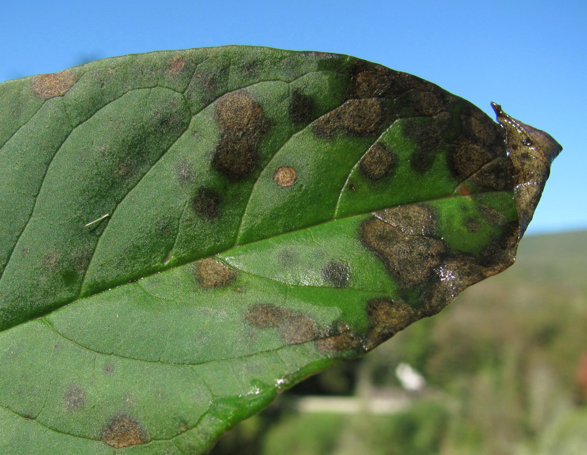 Изображение особи Phytolacca americana.