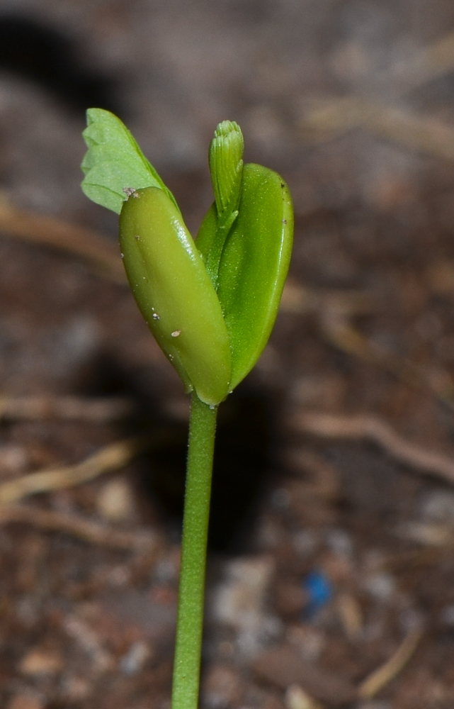 Image of Albizia lebbeck specimen.