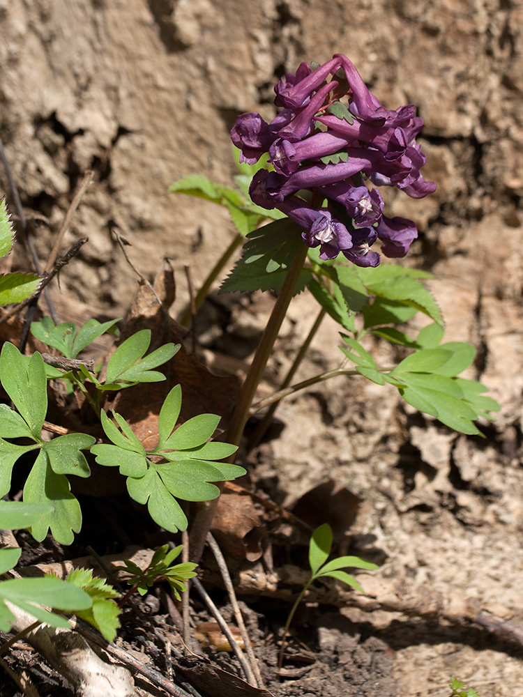 Image of Corydalis solida specimen.