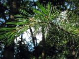 Pinus parviflora