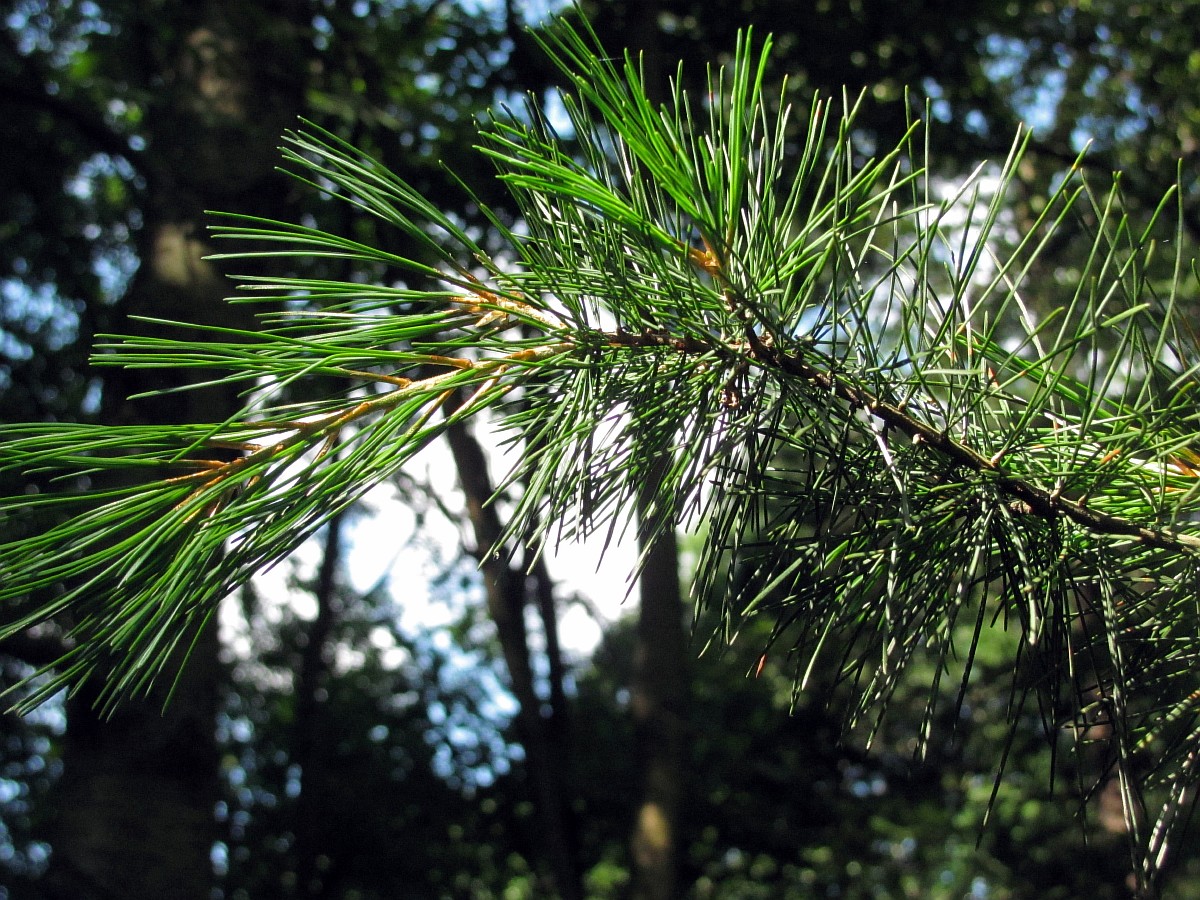 Image of Pinus parviflora specimen.