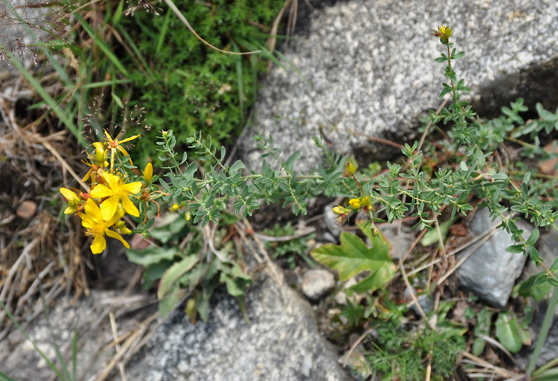 Image of Hypericum perforatum specimen.