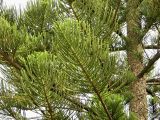 Araucaria heterophylla. Верхушки ветвей и часть ствола. Испания, Андалусия, провинция Малага, г. Бенальмадена. Август 2015 г.