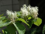 Fothergilla major