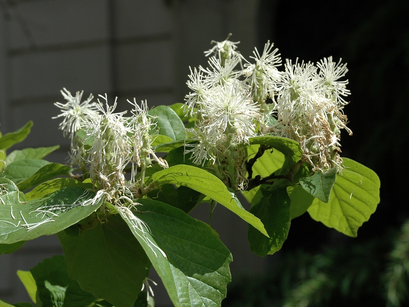 Image of Fothergilla major specimen.