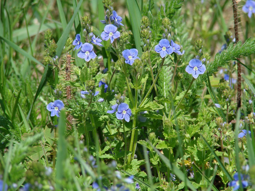 Image of Veronica chamaedrys specimen.