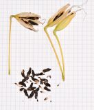 Agapanthus africanus. Вскрывшиеся плоды и семена. Израиль, Шарон, г. Герцлия, на клумбе. 19.09.2016.