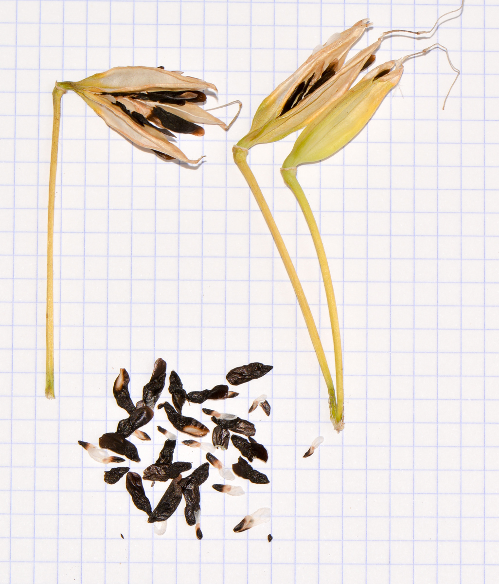 Image of Agapanthus africanus specimen.