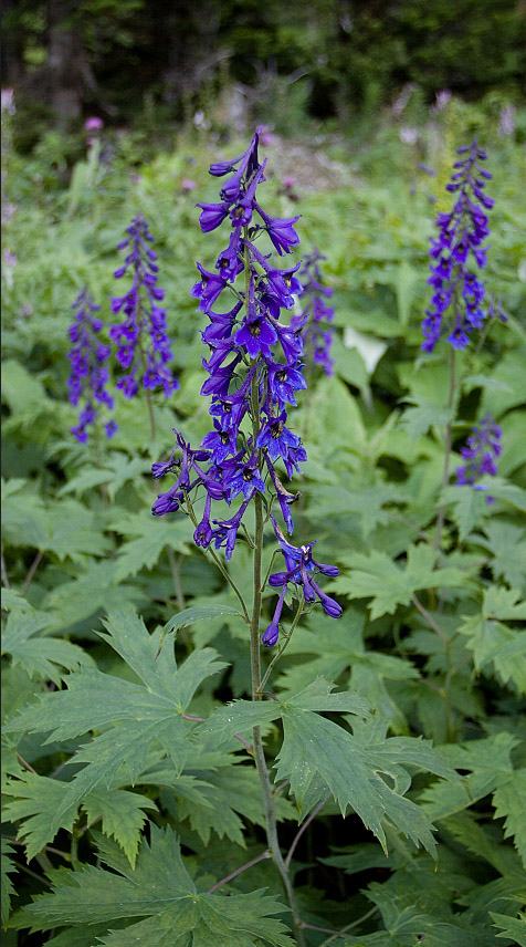 Image of Delphinium elatum specimen.