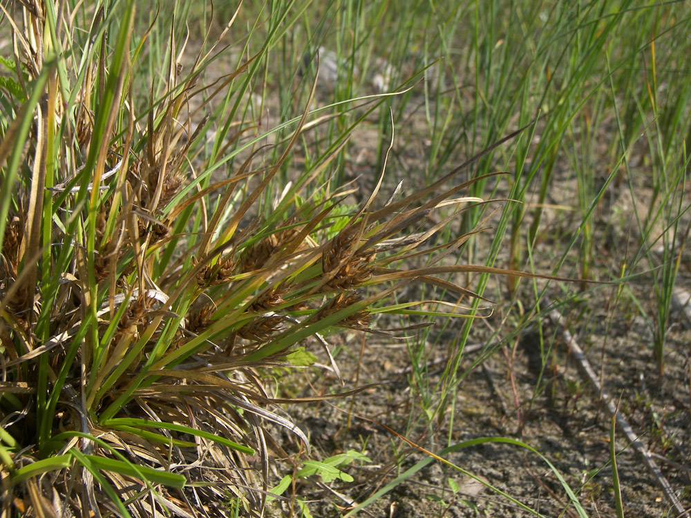 Image of Carex hordeistichos specimen.