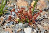 Sedum tenellum. Плодоносящее растение. Карачаево-Черкесия, гора Мусса-Ачитара, ≈ 2700 м н.у.м., каменистый склон. 31.07.2015.