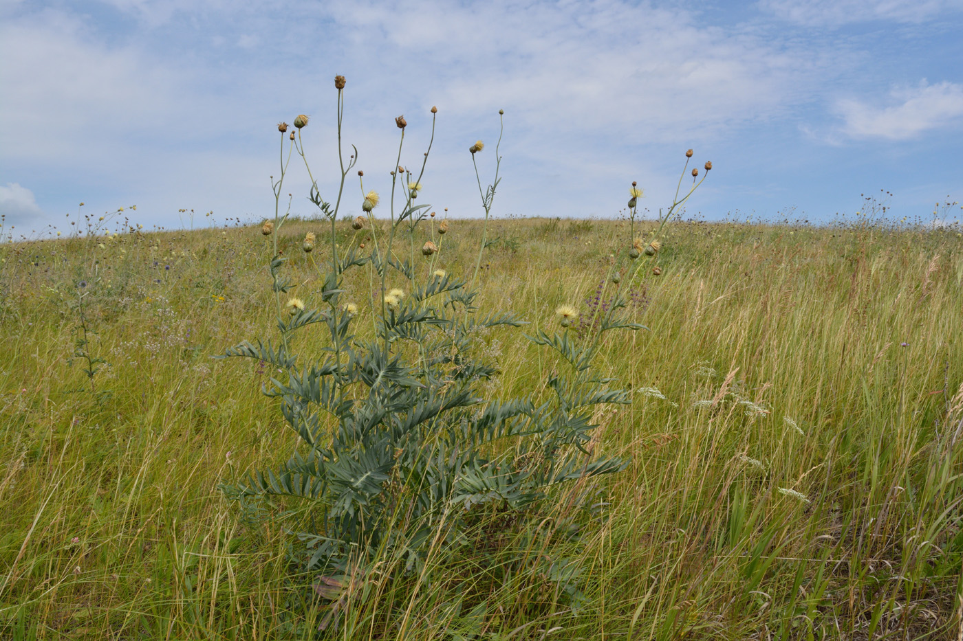 Изображение особи Rhaponticoides ruthenica.