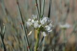 Allium oreoprasum