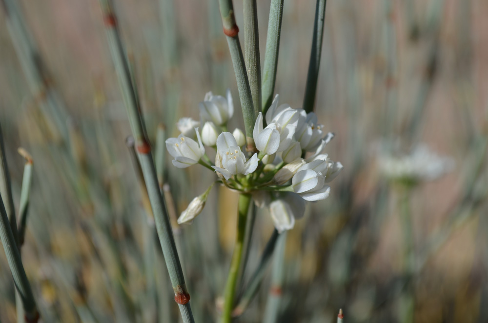 Изображение особи Allium oreoprasum.