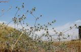 Eryngium creticum