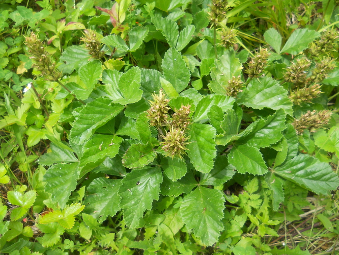 Image of Psoralea acaulis specimen.