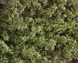 Galium humifusum