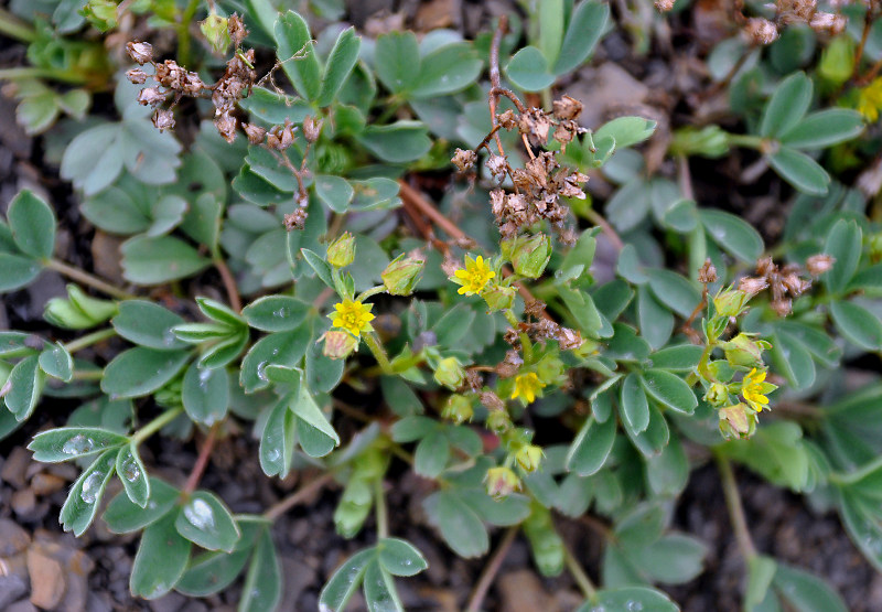 Изображение особи Sibbaldia parviflora.