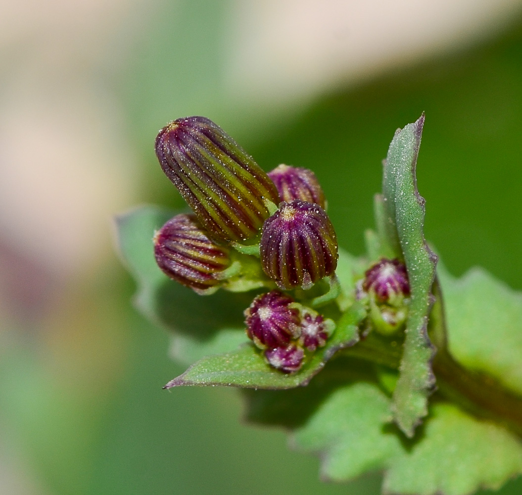 Изображение особи Senecio flavus.