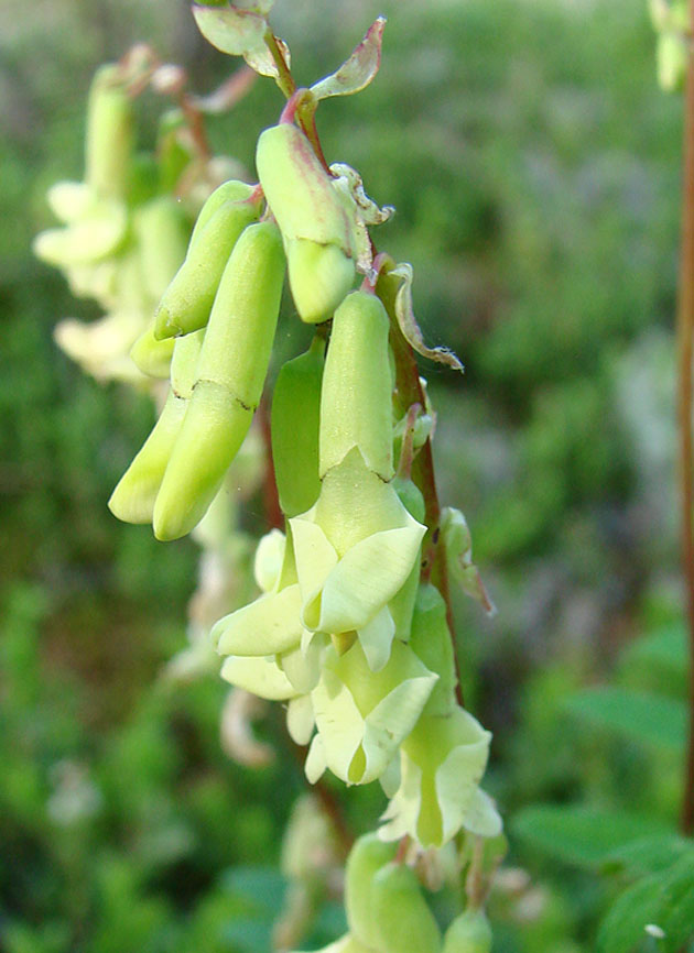 Изображение особи Astragalus frigidus.