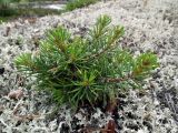 Pinus friesiana. Растение, укоренившееся в расселине на взлобке, поросшем лишайниками. Мурманск, р-н Росляково, берег губы Грязная Кольского залива. 27.06.2015.