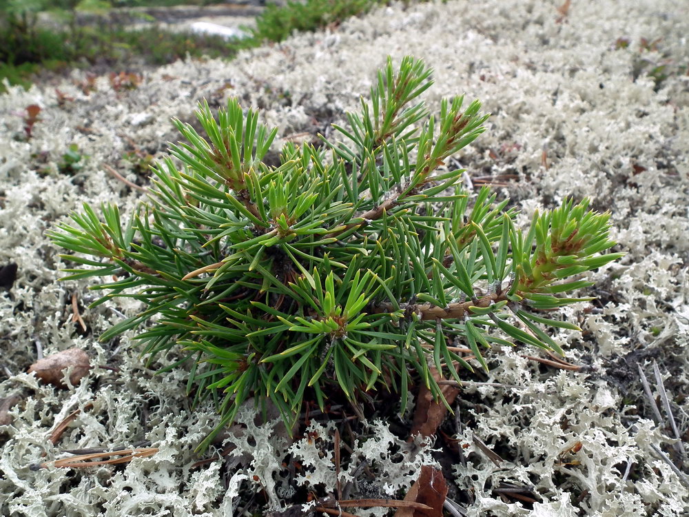 Image of Pinus friesiana specimen.