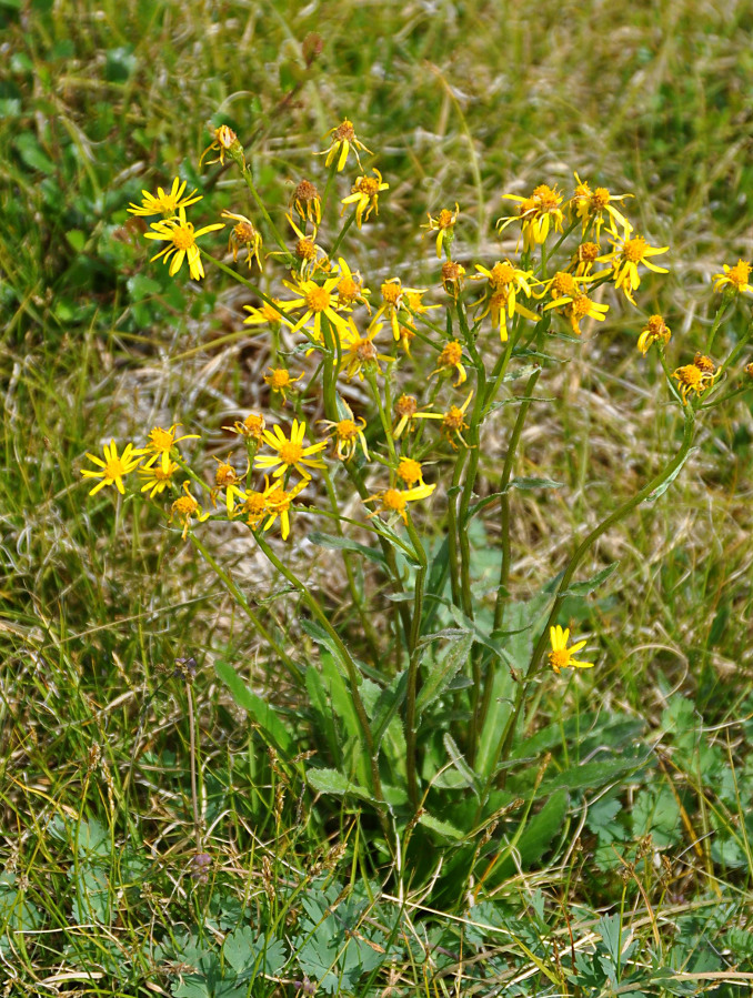 Image of Tephroseris integrifolia specimen.