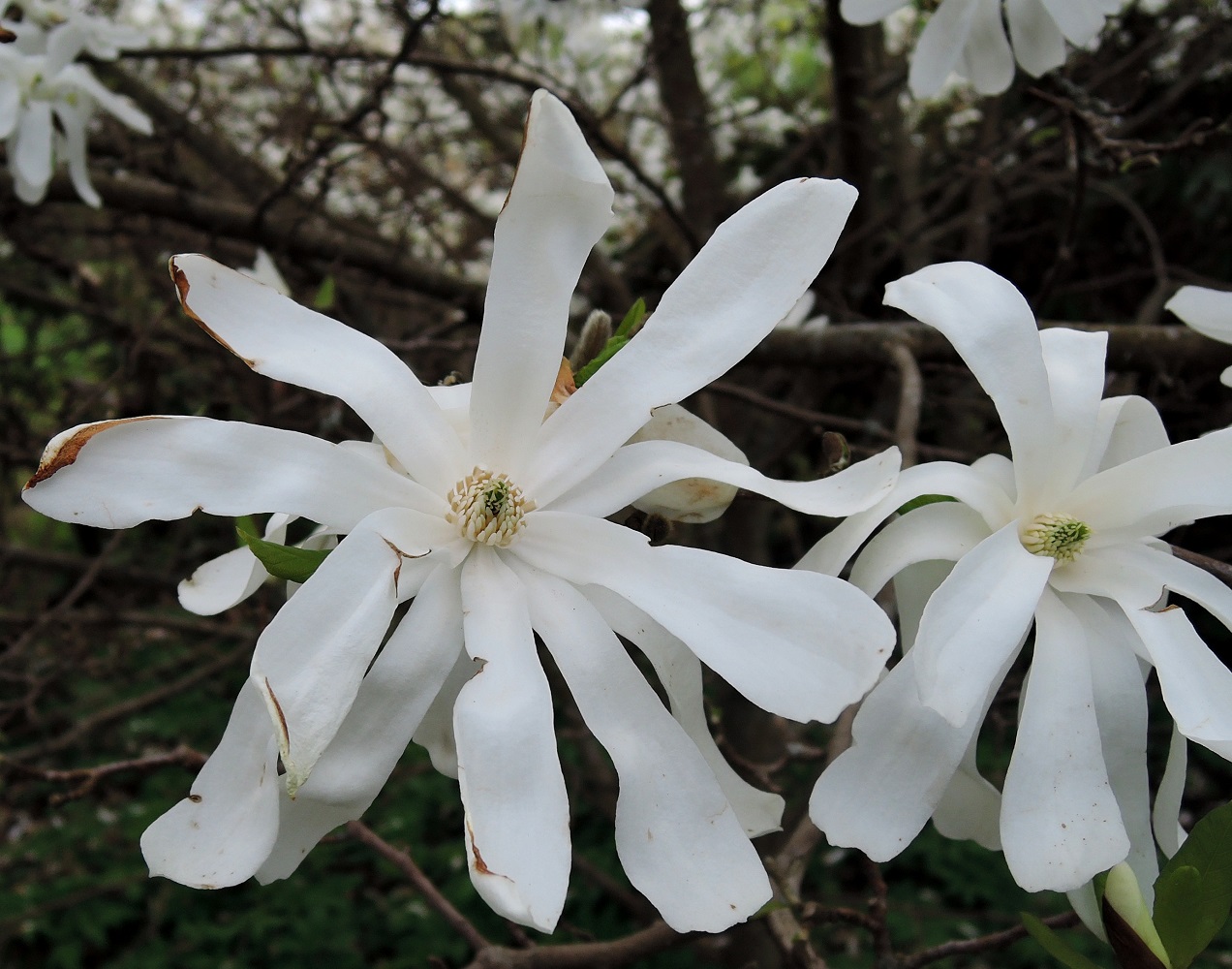 Image of Magnolia stellata specimen.
