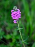 Pedicularis spicata. Верхушка цветущего растения. Приморье, Хасанский р-н, п-ов Гамова, окр. мыса Гамова, опушка широколиственного леса. 28.08.2015.