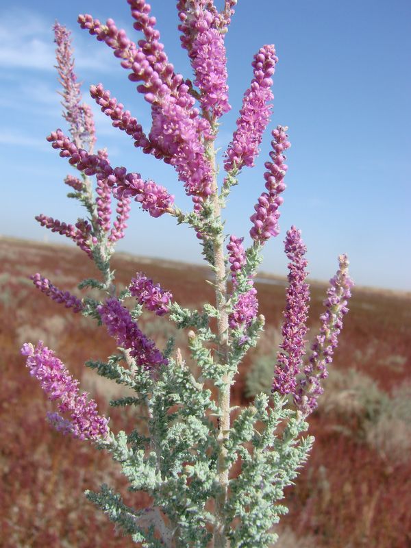 Image of Tamarix hispida specimen.