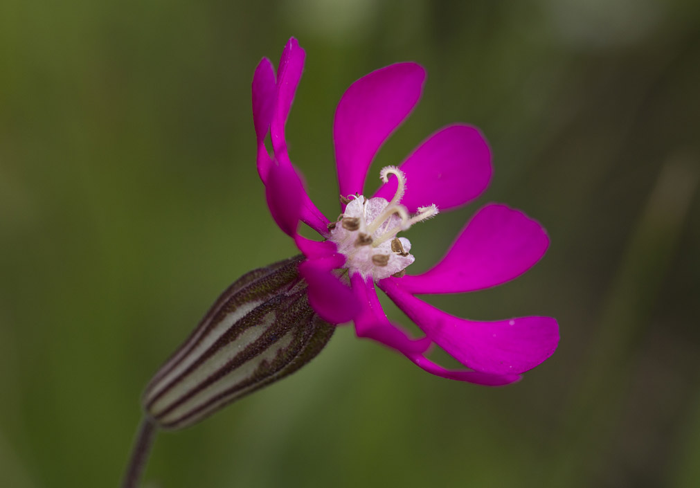 Изображение особи Silene colorata.