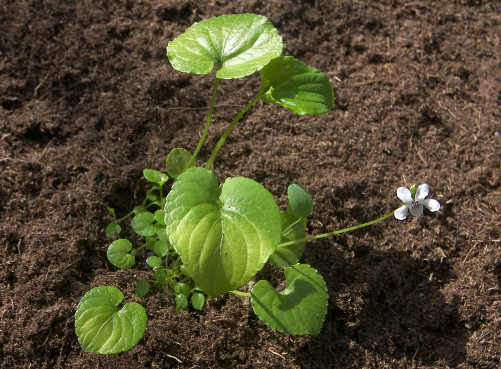 Image of Viola macloskeyi specimen.