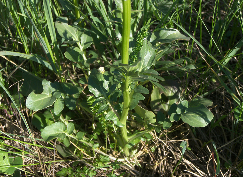 Image of Barbarea vulgaris specimen.
