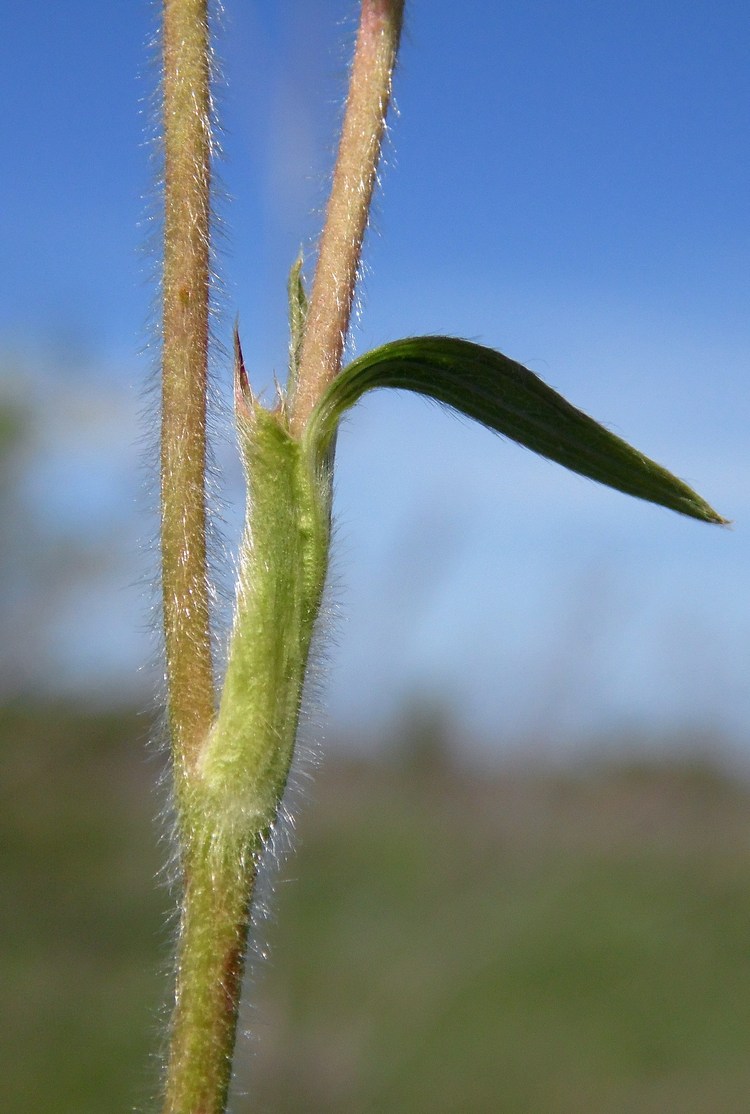 Image of Fragaria campestris specimen.