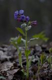 Pulmonaria obscura