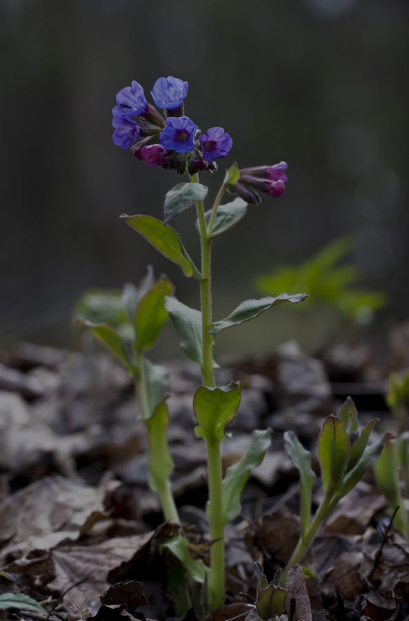 Изображение особи Pulmonaria obscura.