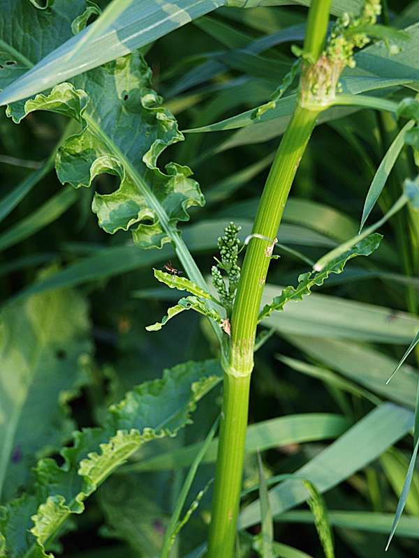 Изображение особи Rumex crispus.