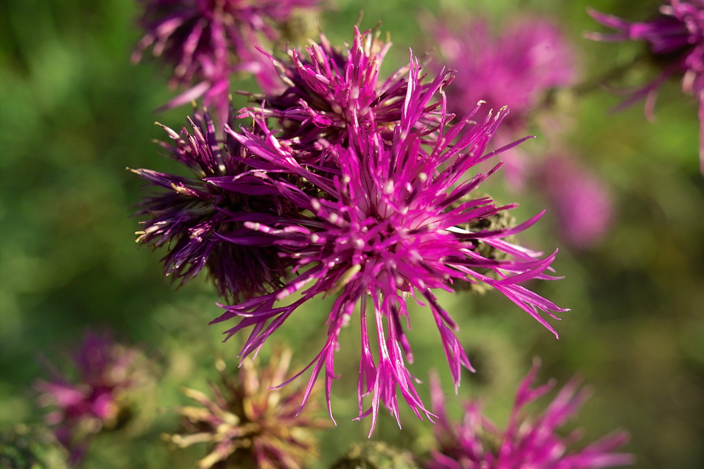 Изображение особи Centaurea scabiosa.
