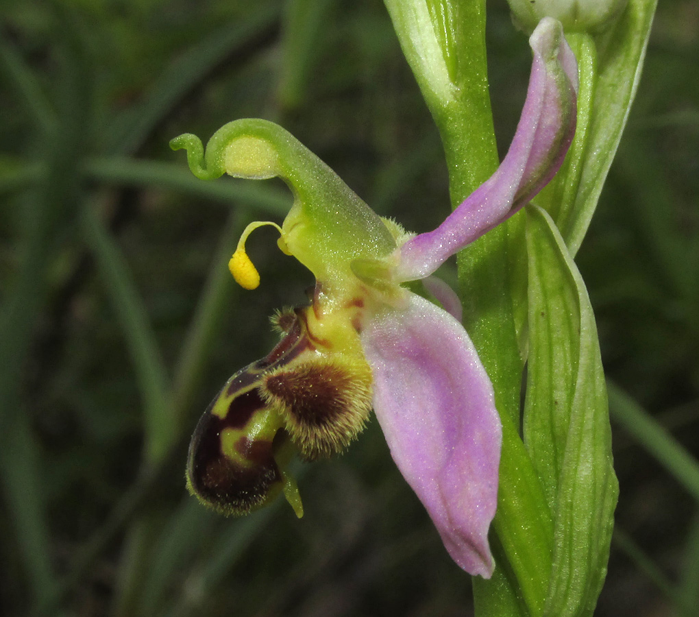 Изображение особи Ophrys apifera.