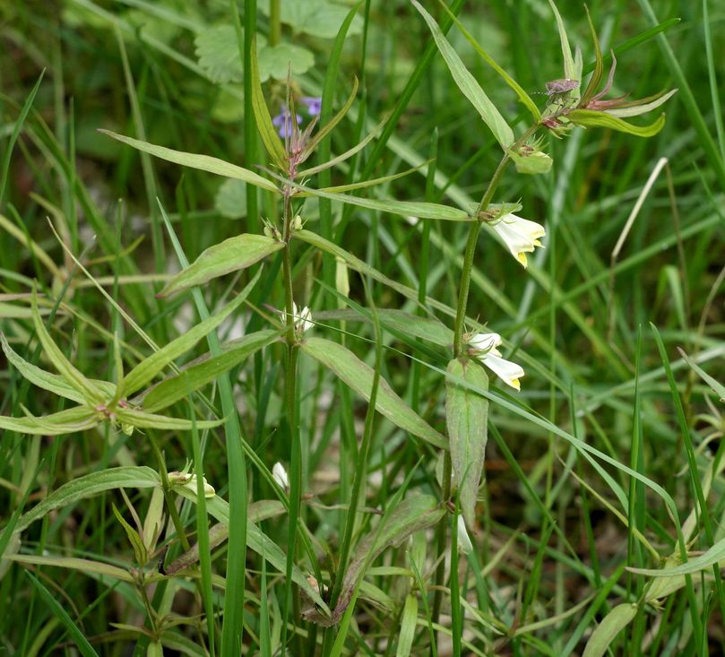 Image of Melampyrum pratense specimen.