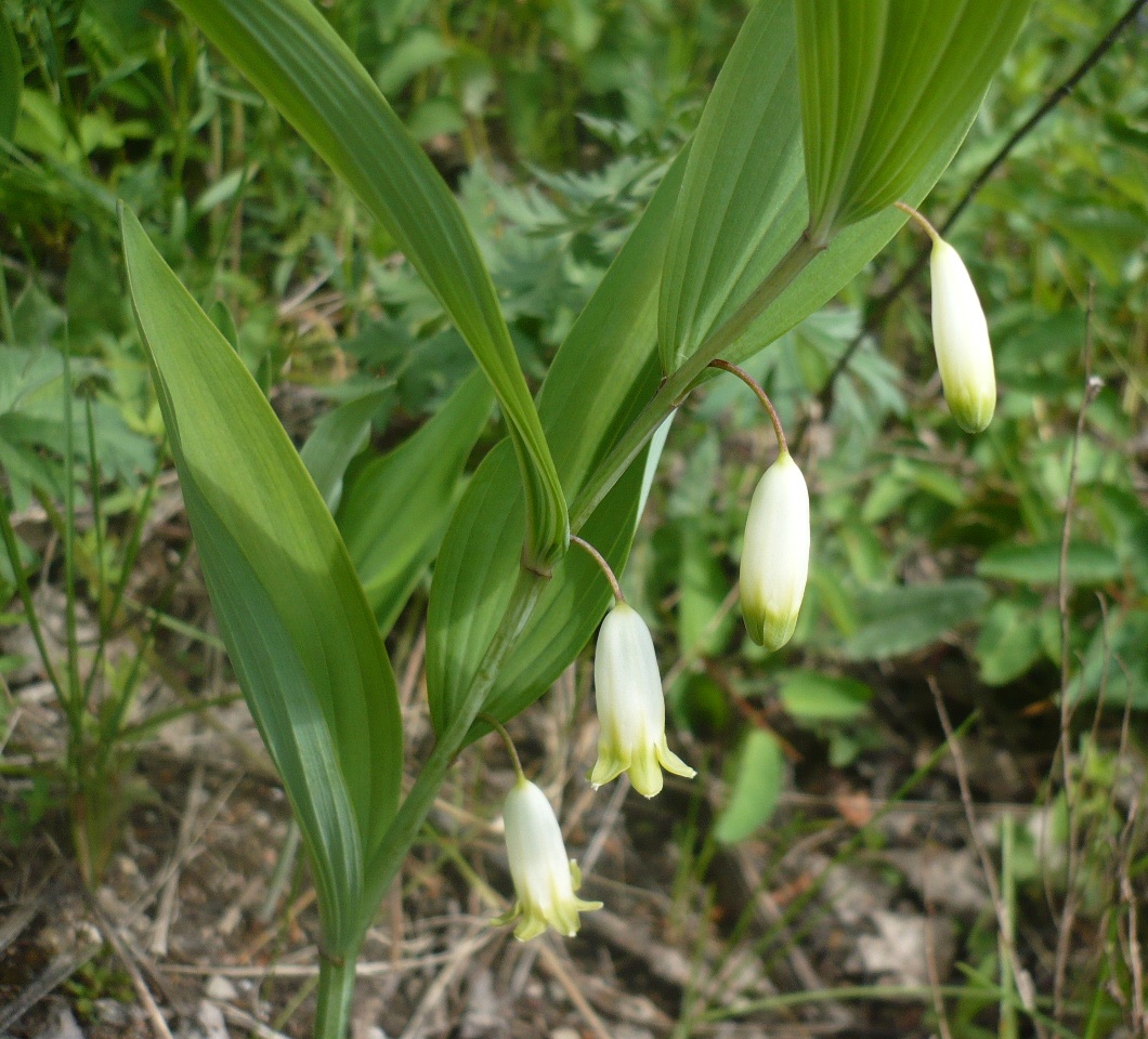 Image of Polygonatum odoratum specimen.