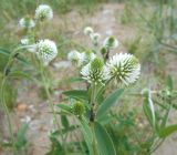 Trifolium montanum