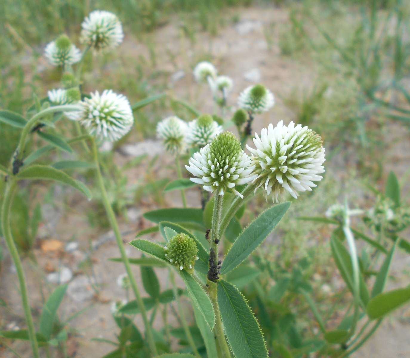 Image of Trifolium montanum specimen.