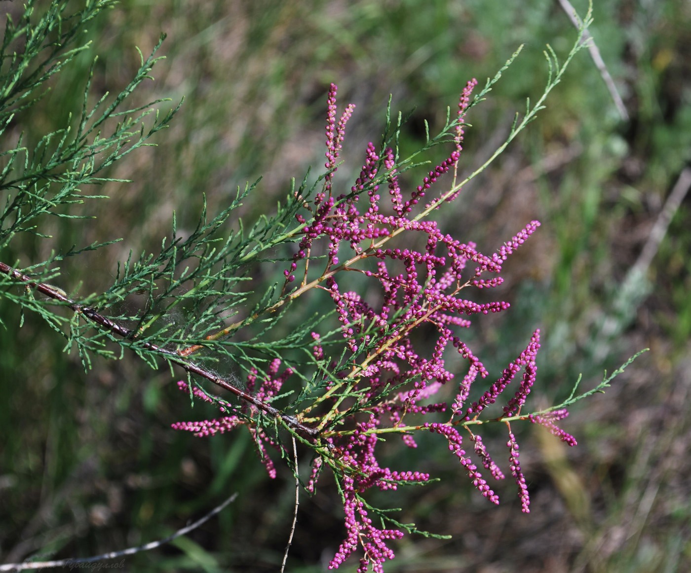 Изображение особи Tamarix ramosissima.