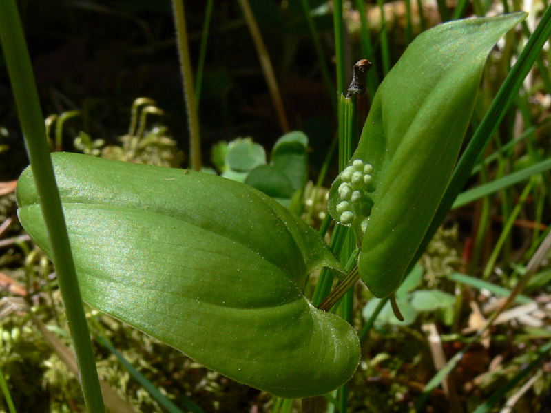 Изображение особи Maianthemum bifolium.