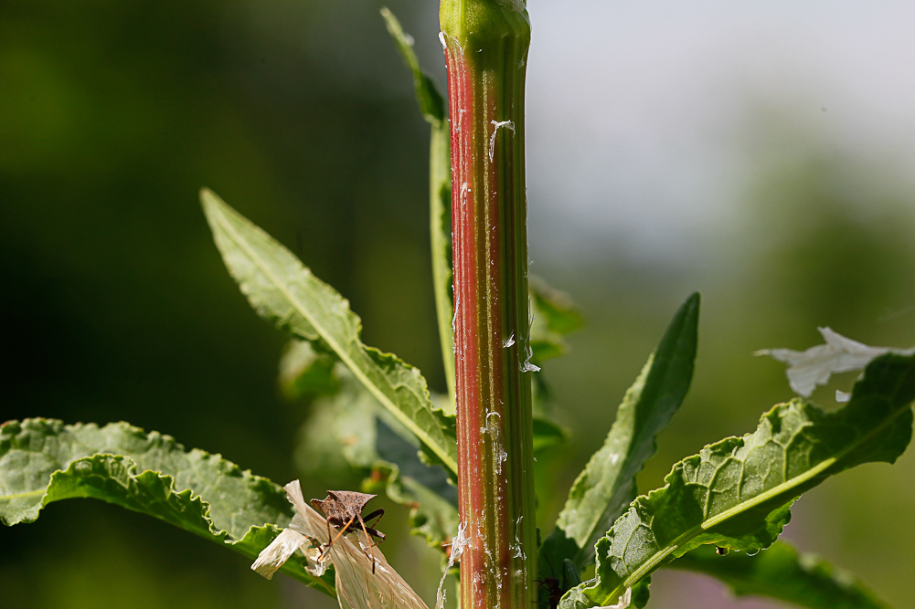 Image of Rumex crispus specimen.