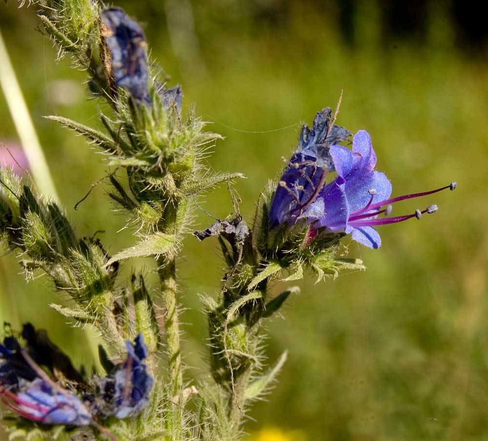 Изображение особи Echium vulgare.